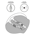 Crna veštačka guza za zalivanje belom spermom LVTOY00656
